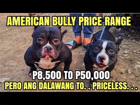 bully price philippines|A Pricing Guide to American Bully in the Philippines .